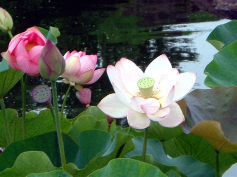 河花|Nelumbo nucifera